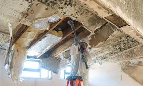 Best Mold Odor Removal Services  in USA